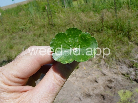 pennywort, floating